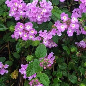 Meet your Posher, Aimee